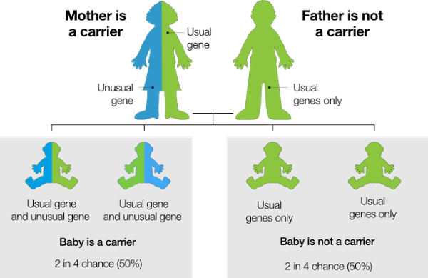 Infographic illustrating genetic inheritance when the mother is a carrier and the father is not a carrier. The mother is shown half blue and half green, labeled “usual gene” and “unusual gene.” The father is shown in green, labeled “usual genes only.” Below, four baby icons show possible outcomes: two babies labeled “usual gene and unusual gene – Baby is a carrier (2 in 4 chance, 50%)” and two babies labeled “usual genes only – Baby is not a carrier (2 in 4 chance, 50%).” The graphic communicates that each child has a 50% chance of being a carrier and a 50% chance of not being a carrier.