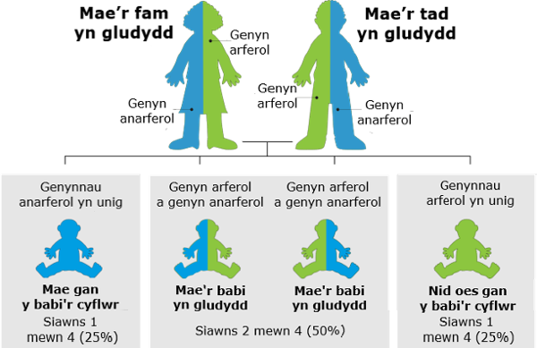 Ffeithlun sy’n dangos etifeddiad anactif: mae’r ddau rieni’n gario (un ensym arferol, un ensym anarferol). Mae gan bob plentyn 25% siawns o gael y cyflwr (dau ensym anarferol), 50% siawns o fod yn gario (un ensym arferol, un anarferol), a 25% siawns o gael dau ensym arferol ac nid yw’r plentyn yn cael y cyflwr.