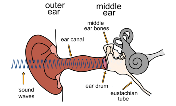 Diagram o'r glust ddynol yn dangos y glust allanol, camlas y glust, drym y glust, esgyrn y glust ganol a'r tiwb Eustachaidd, gyda thonnau sain yn mynd i mewn i'r glust.