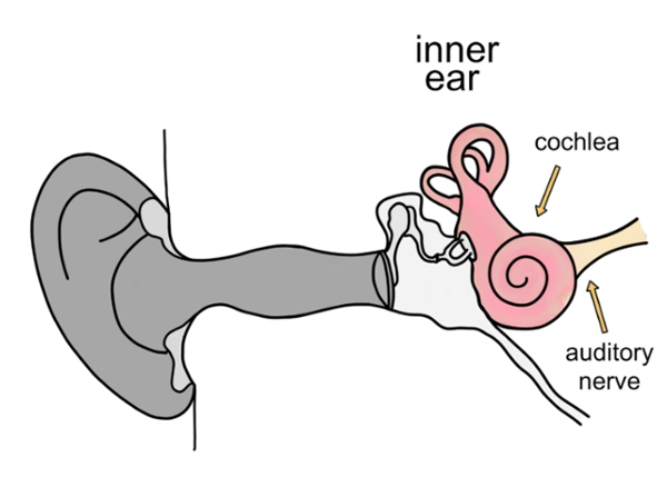 Diagram o'r glust fewnol yn dangos y cochlea a'r nerf clywedol, gan amlygu'r rhannau sy'n cael eu cysylltu'n gyffredin â cholled clyw synhwyraidd-niwral.