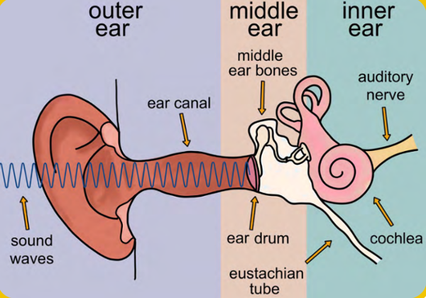 Labelled diagram of the human ear showing the outer, middle and inner ear, including sound waves, the ear canal, eardrum, middle ear bones, cochlea, Eustachian tube and auditory nerve.