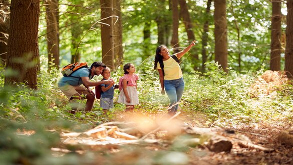 Family hiking in a sunlit forest; mother points ahead as children follow, dad with a backpack nearby.