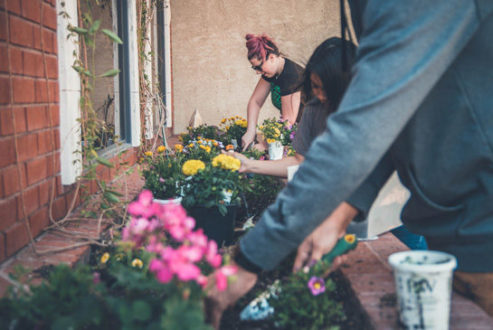 People tending and planting bright flowers in a courtyard garden on a sunny day.