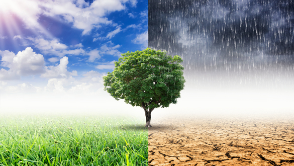 Tree centered between a lush sunny left side and a cracked rainy right side, illustrating environmental contrast.