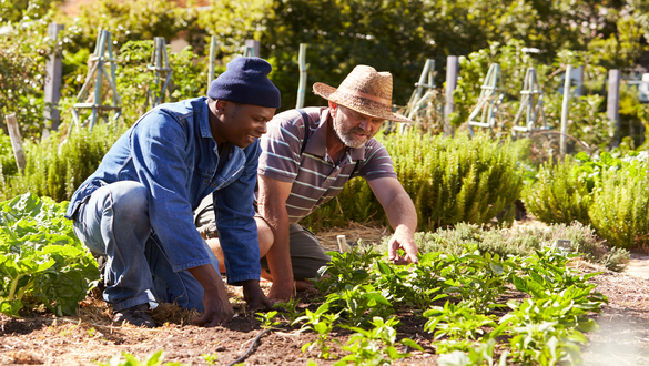 Two men crouch in a sunny garden, tending rows of leafy greens and vegetables in the soil.